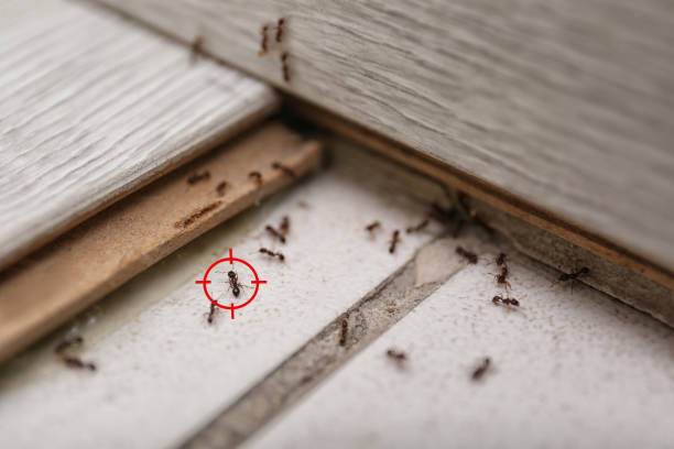Best Ant Control Services  in Fredonia, KS